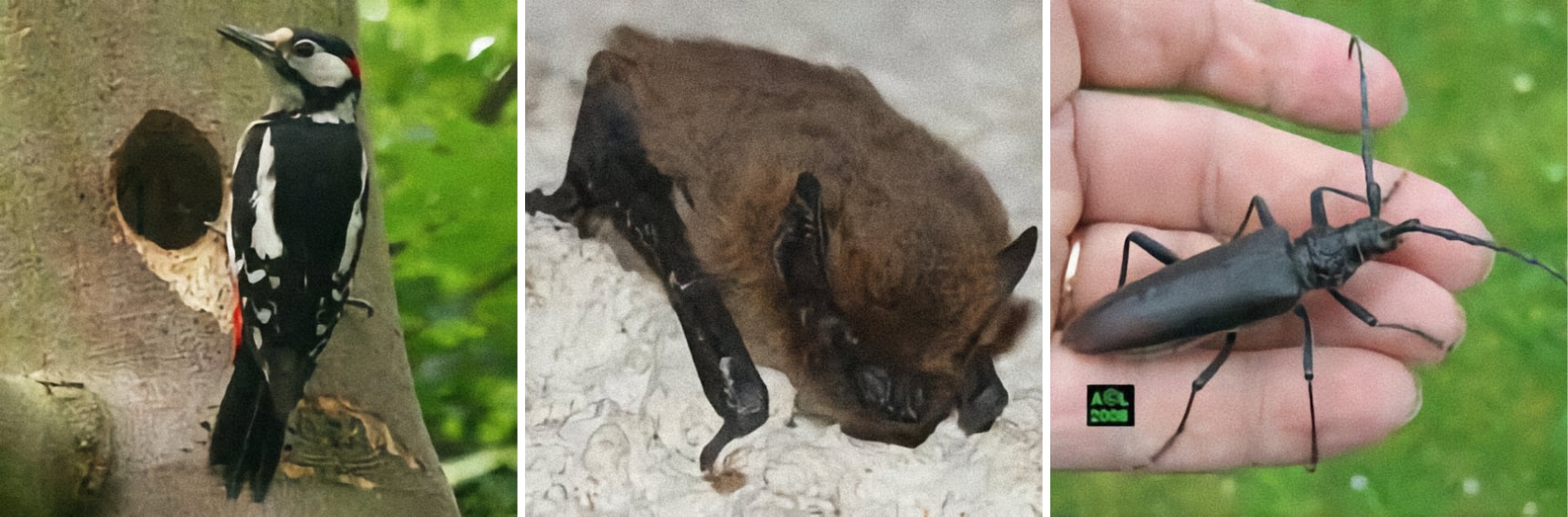 Faune présente dans le bois de Gelinot