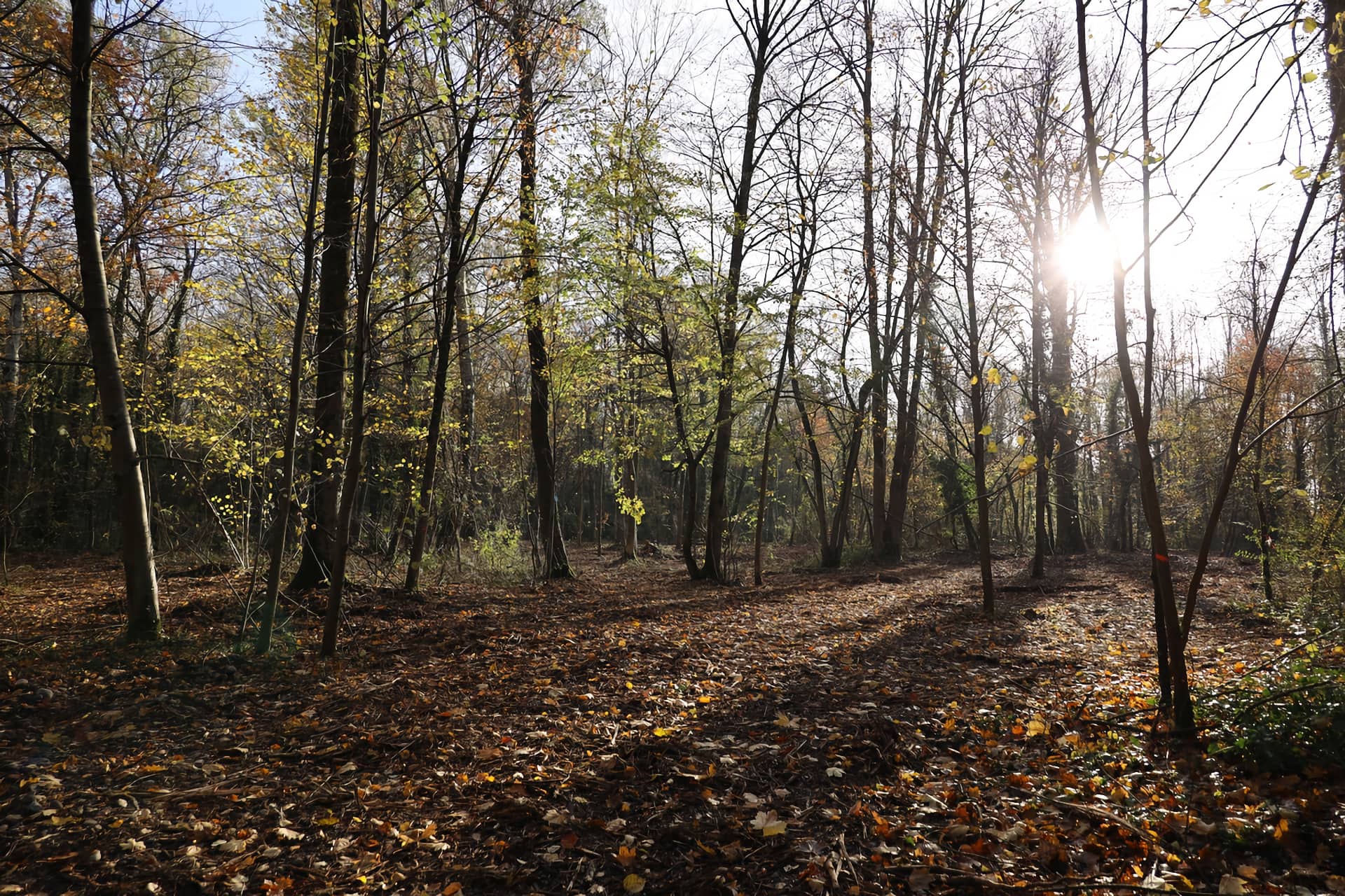 Bois de Gelinot