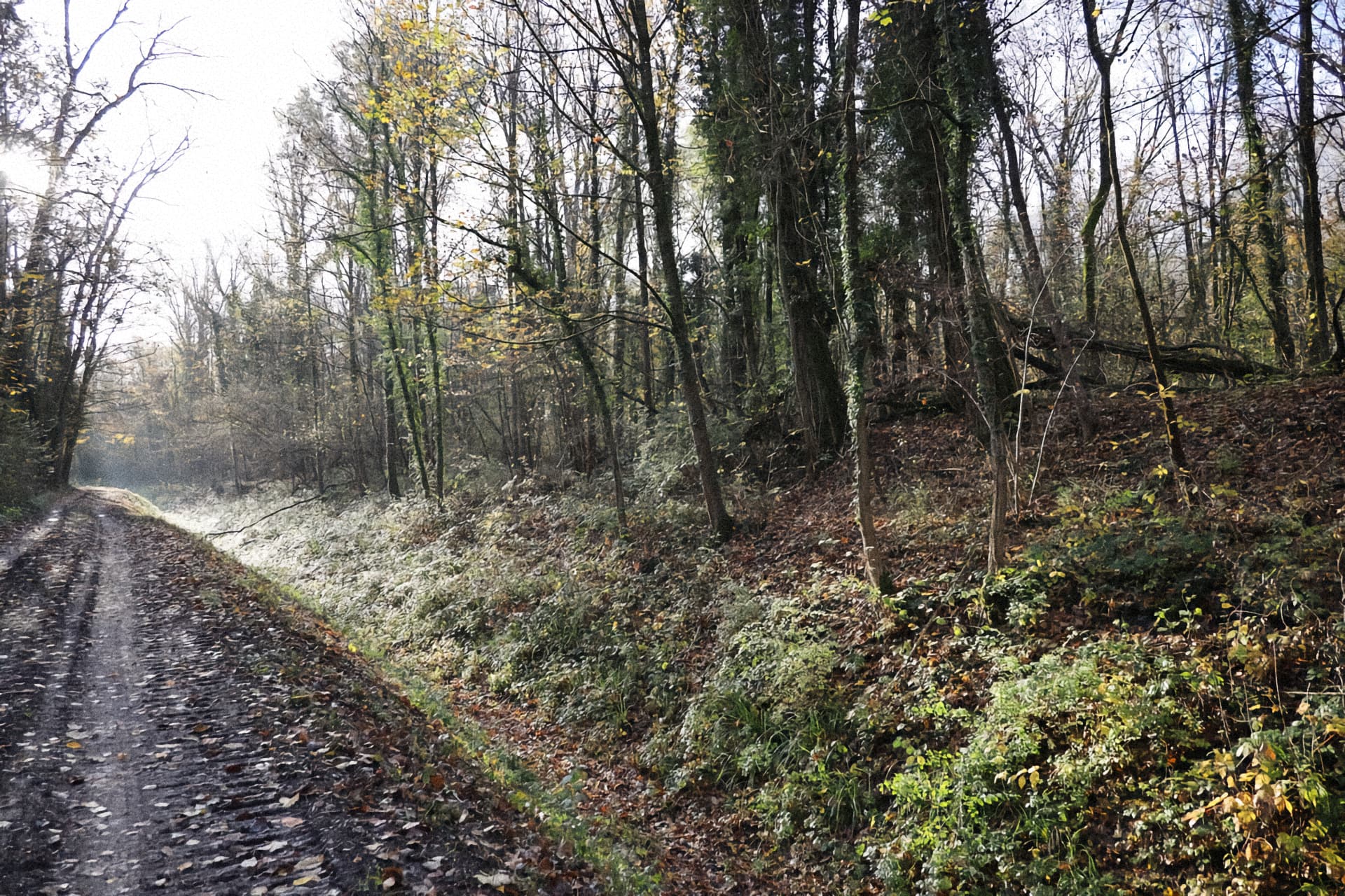 sentier dans le bois de Gelinot