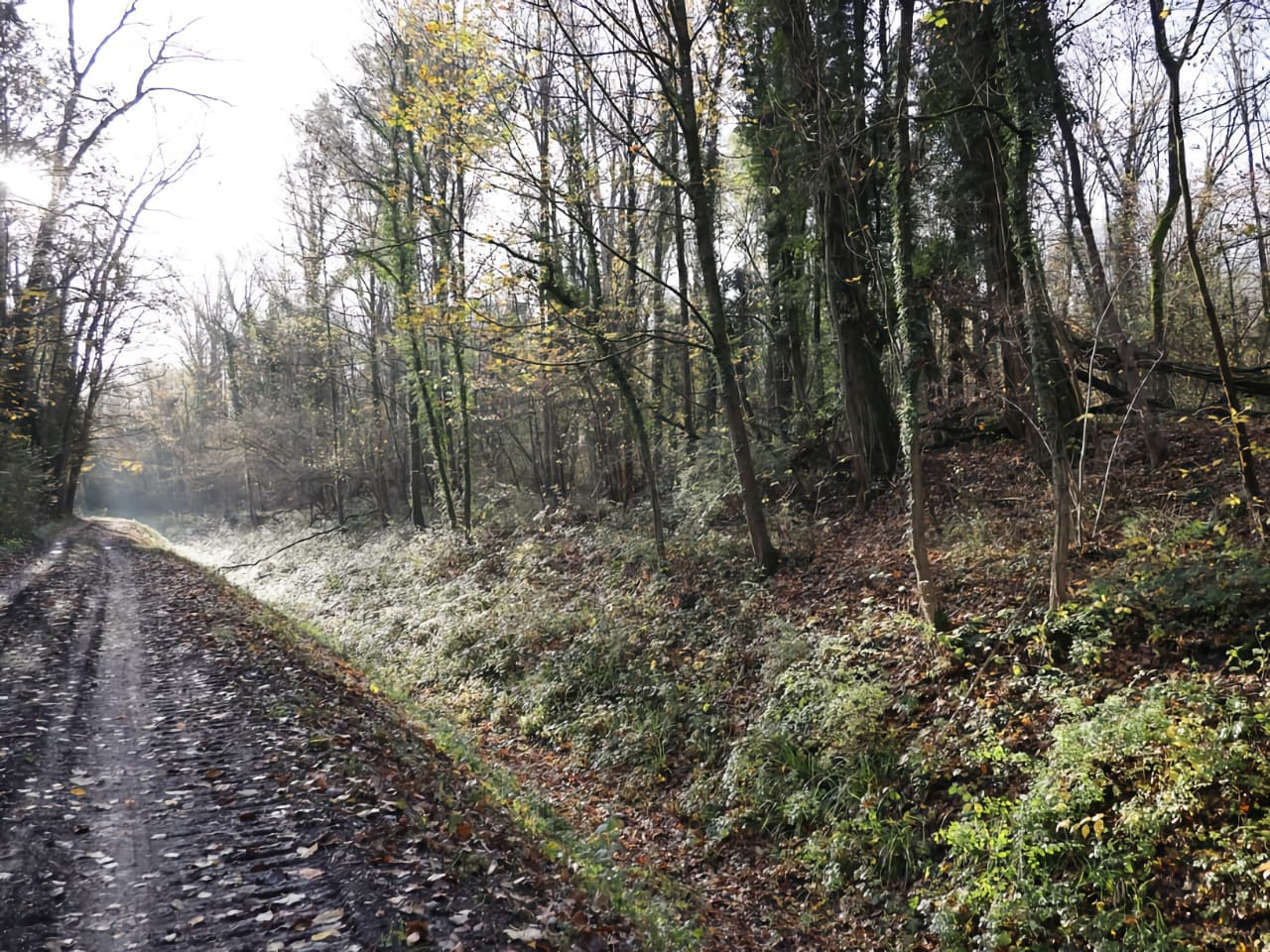 sentier dans le bois de Gelinot