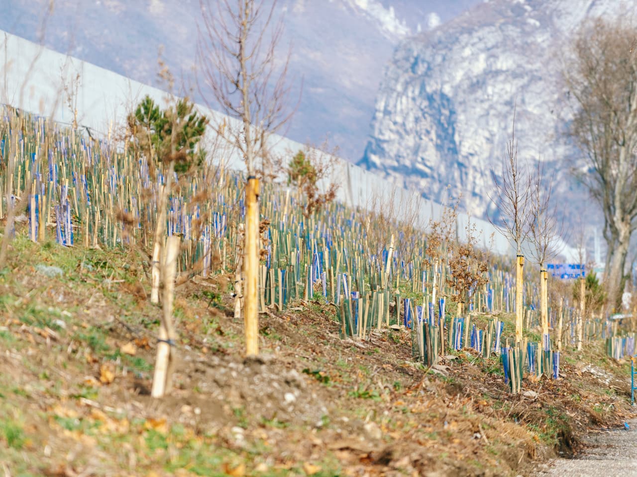 Arbres et arbustes indigènes le long de l'autoroute urbaine A480